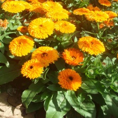 Calendula officinalis seeds 1kg