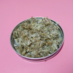 Gazania splendens seeds 1KG