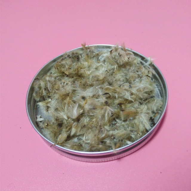 Gazania splendens seeds 1KG