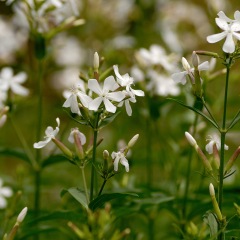 Saponaria officinalis seeds 1KG