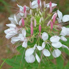 Cleome spinosa seeds 1KG