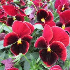 pansy seeds 1KG