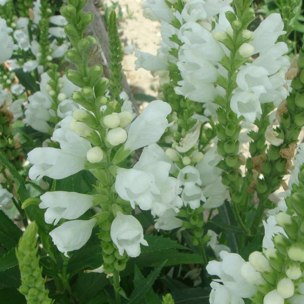 Physostegia virginiana seeds 1kg