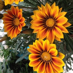 Gazania splendens seeds 1KG