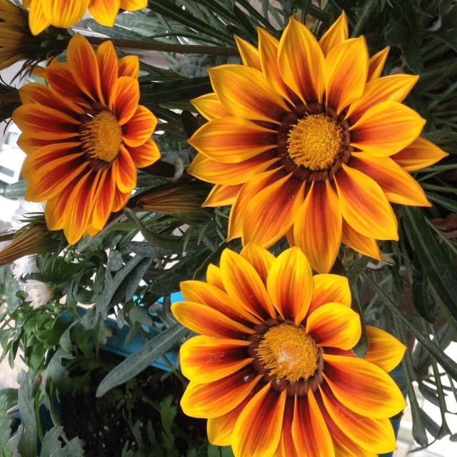 Gazania splendens seeds 1KG