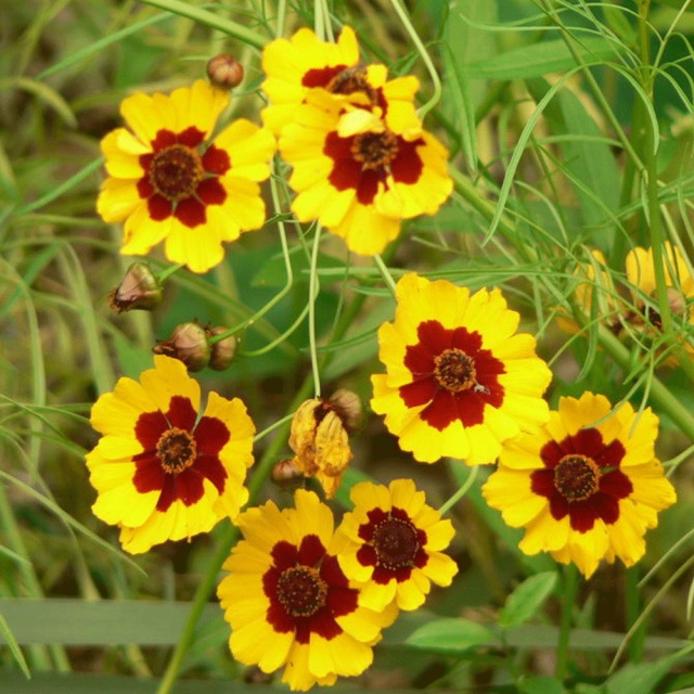 Sanvitalia procumbens seeds 1KG