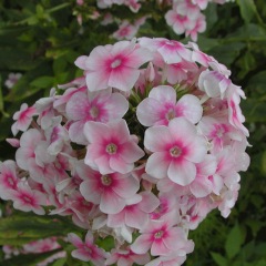 Annual phlox seeds 1kg