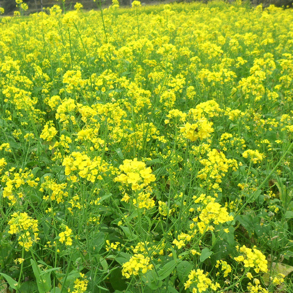 brassica  campestris Brassica Campestris var. Purpuraria Transformation - Lifeasible