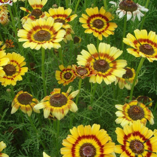 Chrysanthemum carinatum seeds 1kg