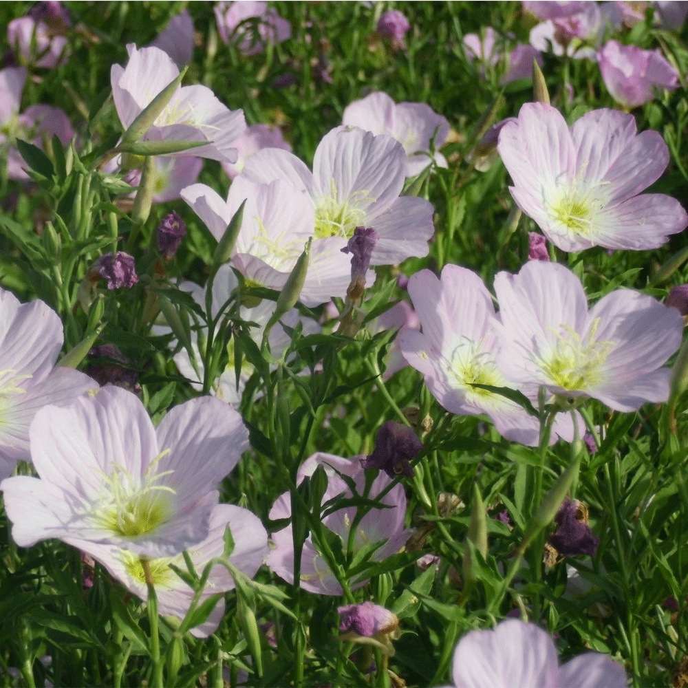 speciosa seeds 1kg