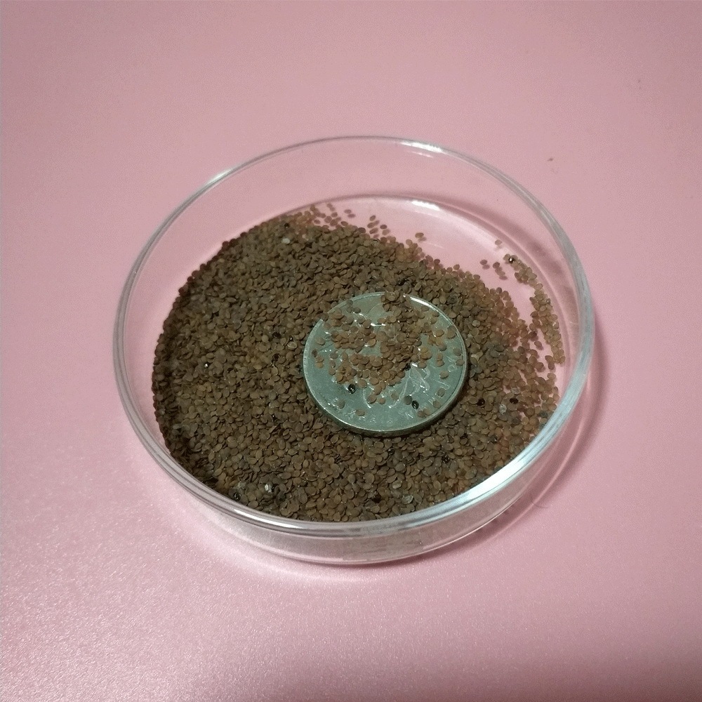 Lobularia maritima seeds/sweet alyssum seeds 1KG