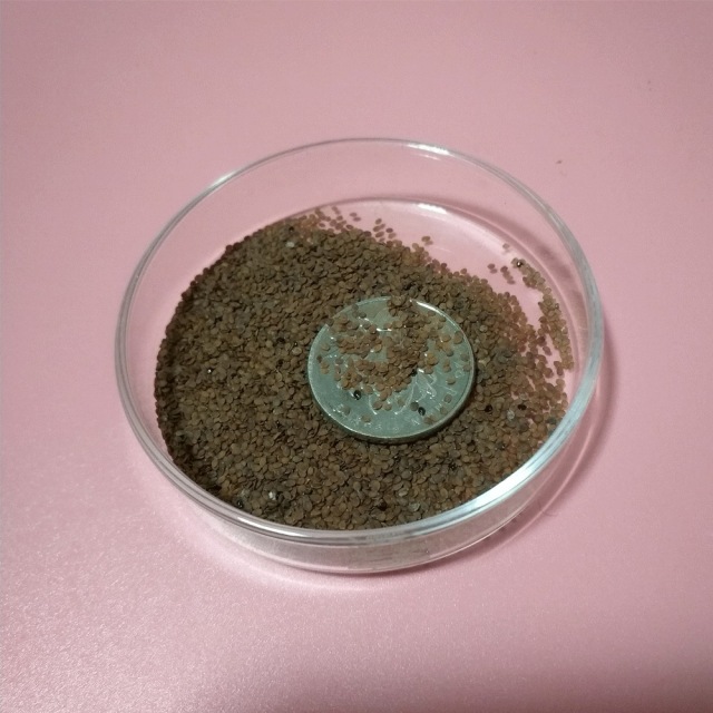 Lobularia maritima seeds/sweet alyssum seeds 1KG