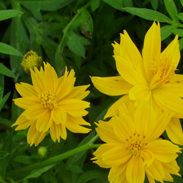 Dwarf Cosmos sulphureus seeds 1KG