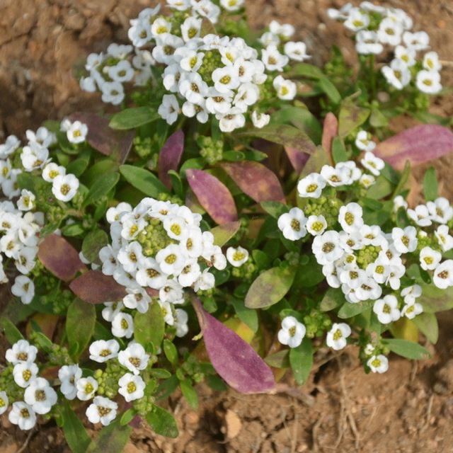 Lobularia maritima seeds/sweet alyssum seeds 1KG