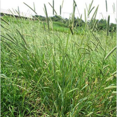 timothy grass seeds