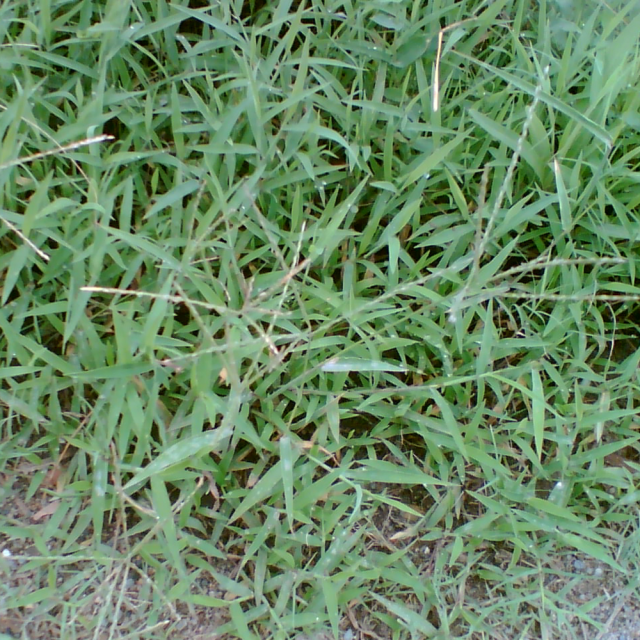 Eragrostis pilosa seeds