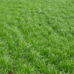 Buffalograss seeds