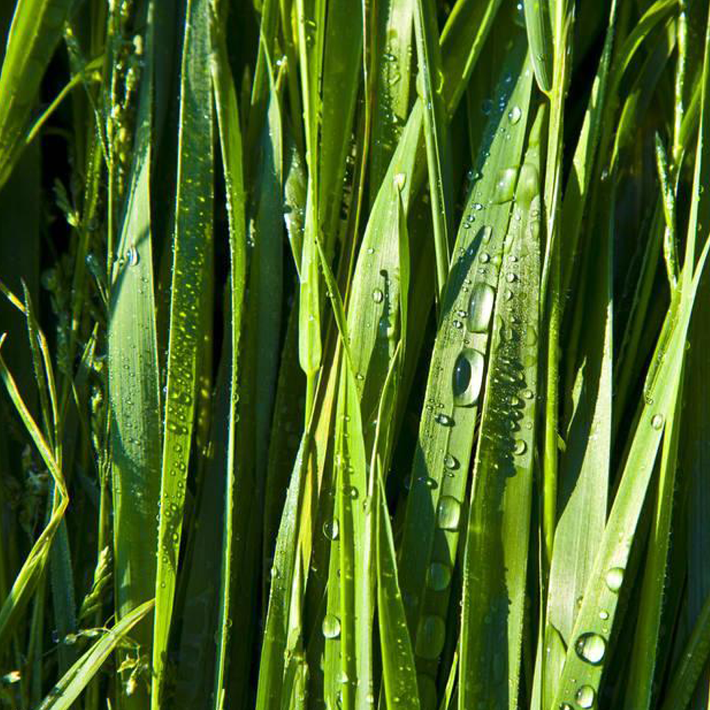 wheatgrass seeds