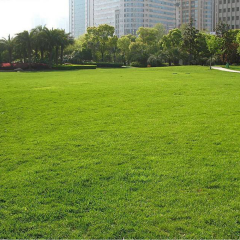 Agrostis stolonifera seeds