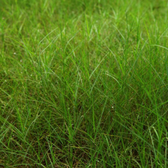 Paspalum notatum seeds