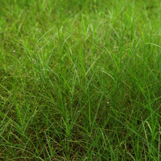 Paspalum notatum seeds