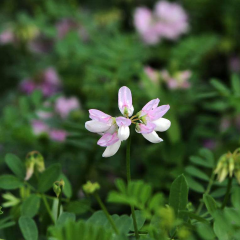 Crown Vetch seeds