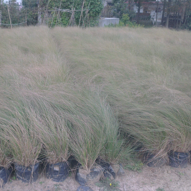 Eragrostis pilosa seeds