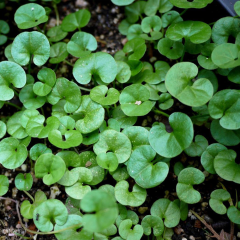 Dichondra repens seeds
