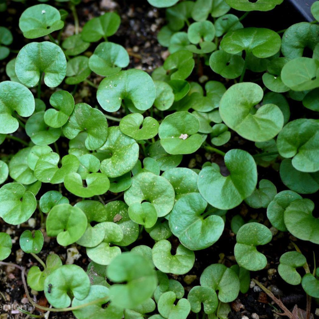 Dichondra repens seeds