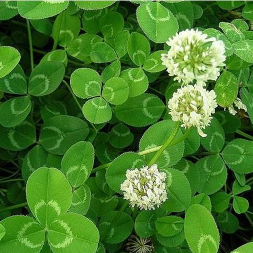 Trifolium hybridum seeds