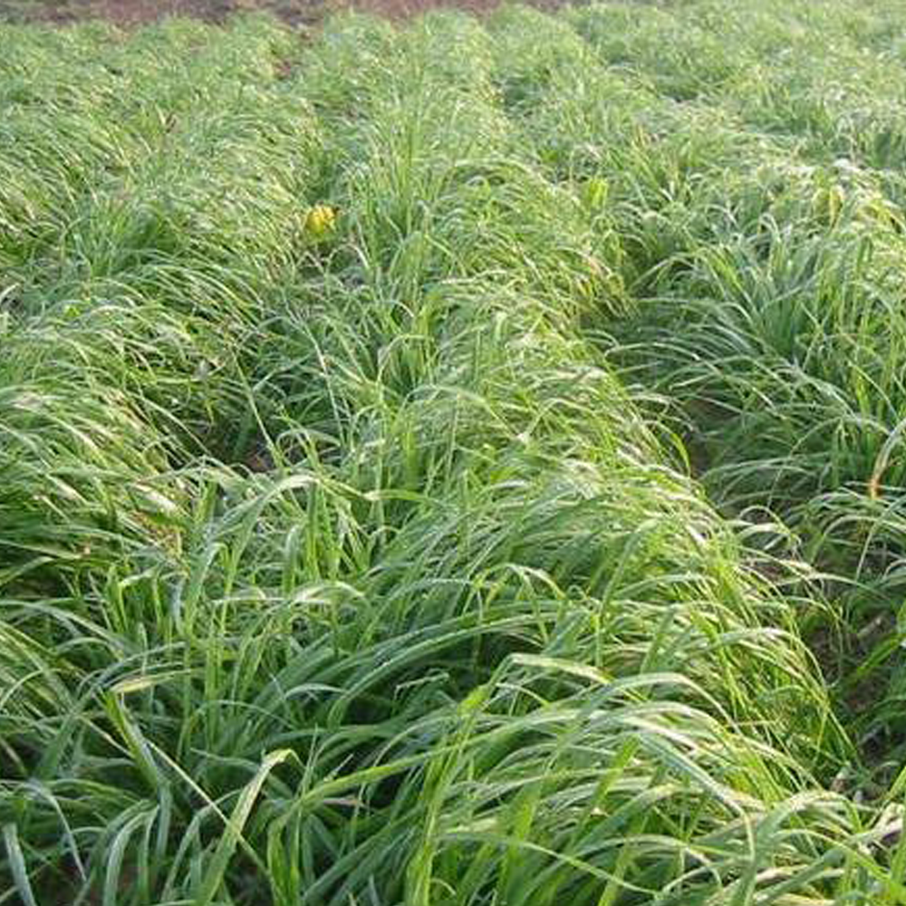 Hard Fescue seeds