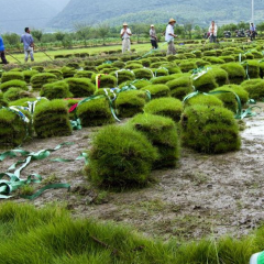 colonial bentgrass seeds