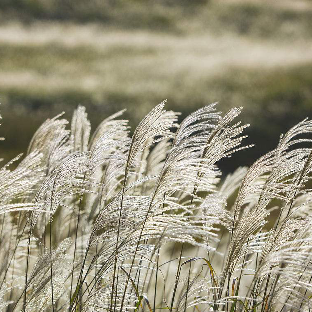 Chinese silvergrass seeds