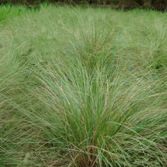 Eragrostis pilosa seeds