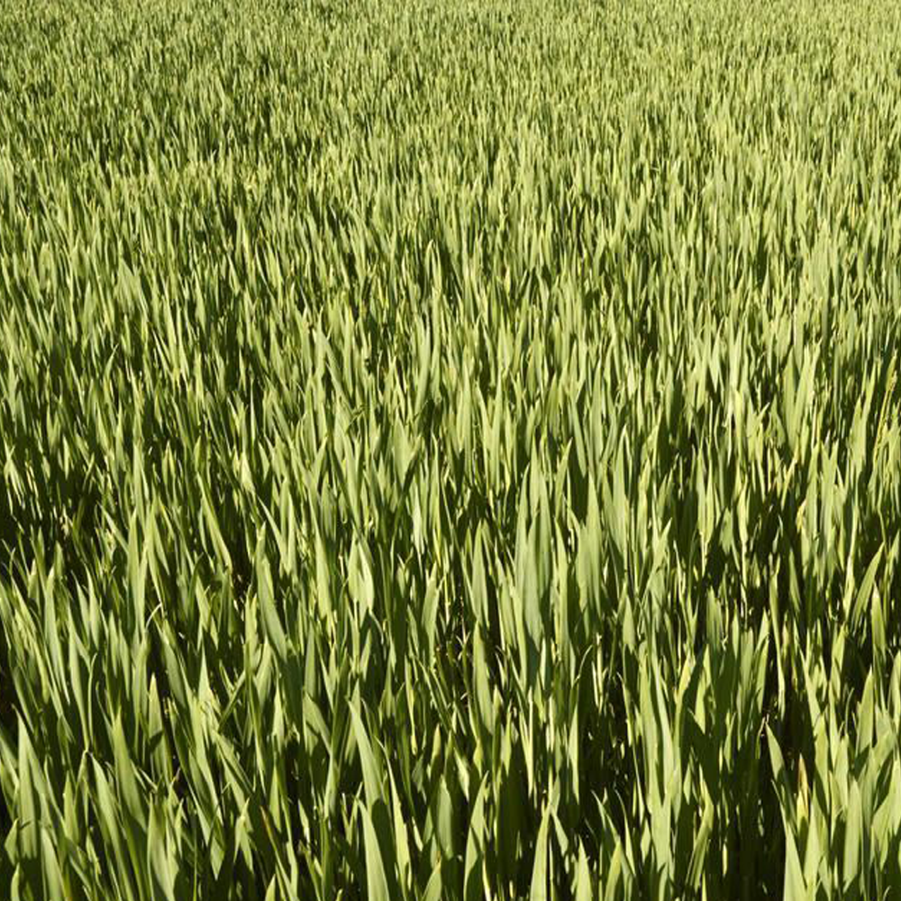 wheatgrass seeds
