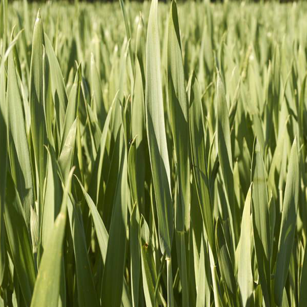 wheatgrass seeds