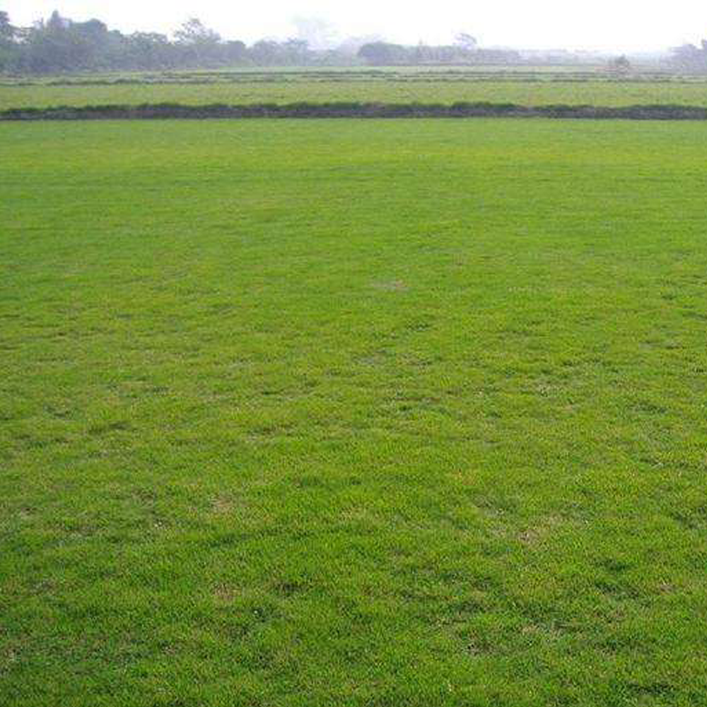 Bermuda grass seeds
