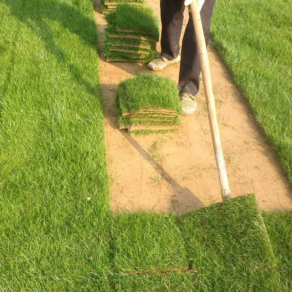 Bermuda grass seeds