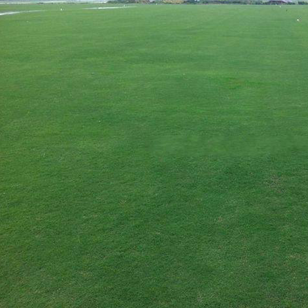 Bermuda grass seeds
