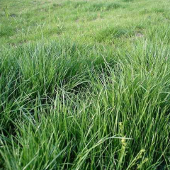 Melilotus suavcolen seeds