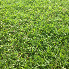 Axonopus compressus seeds