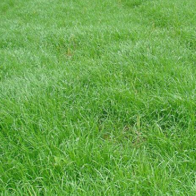 ryegrass seeds