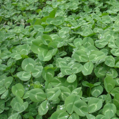 Trifolium hybridum seeds