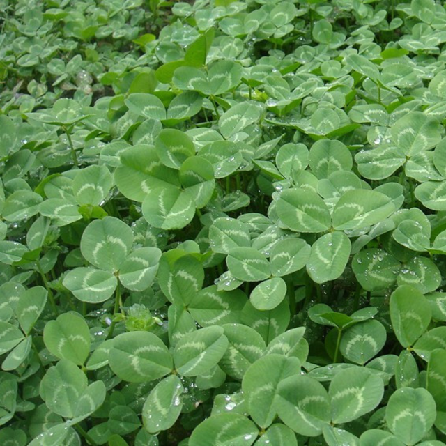 Trifolium hybridum seeds