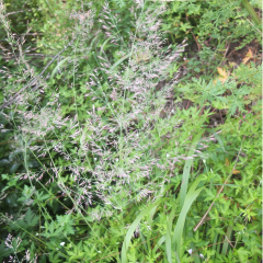 Eragrostis pilosa seeds