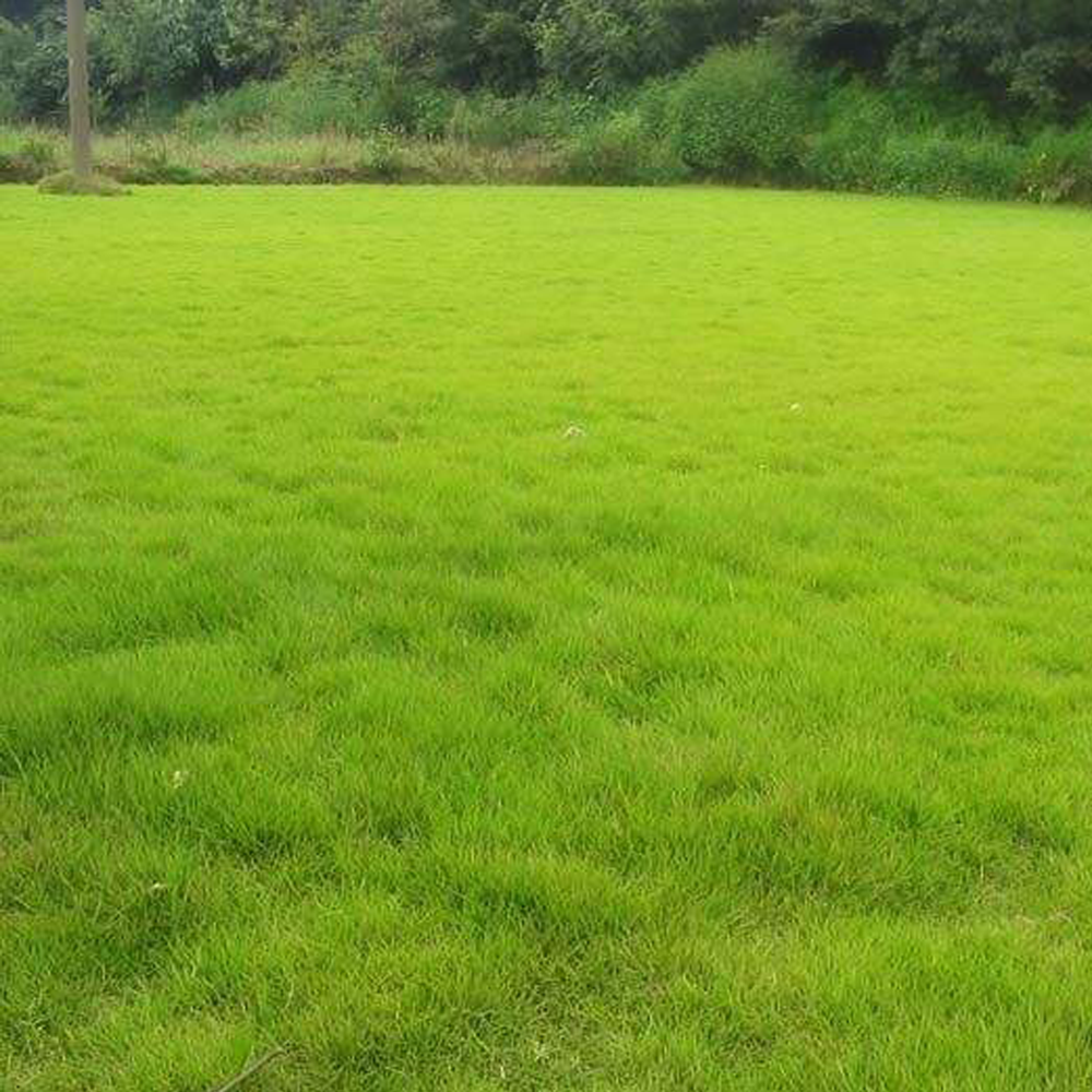 Tall Fescue seeds