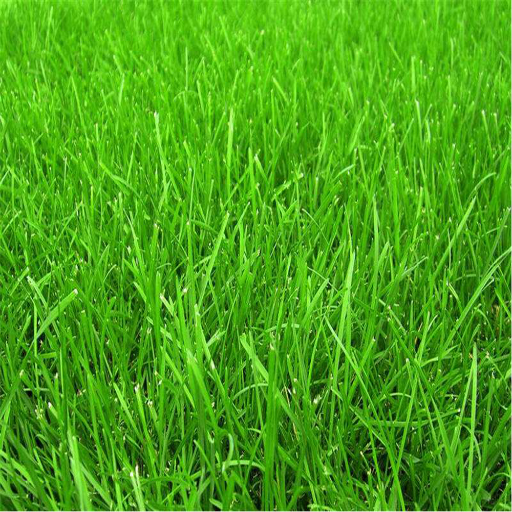 Tall Fescue seeds