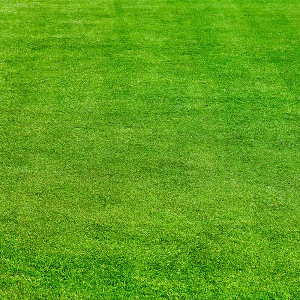 Tall Fescue seeds