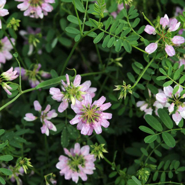 Crown Vetch seeds