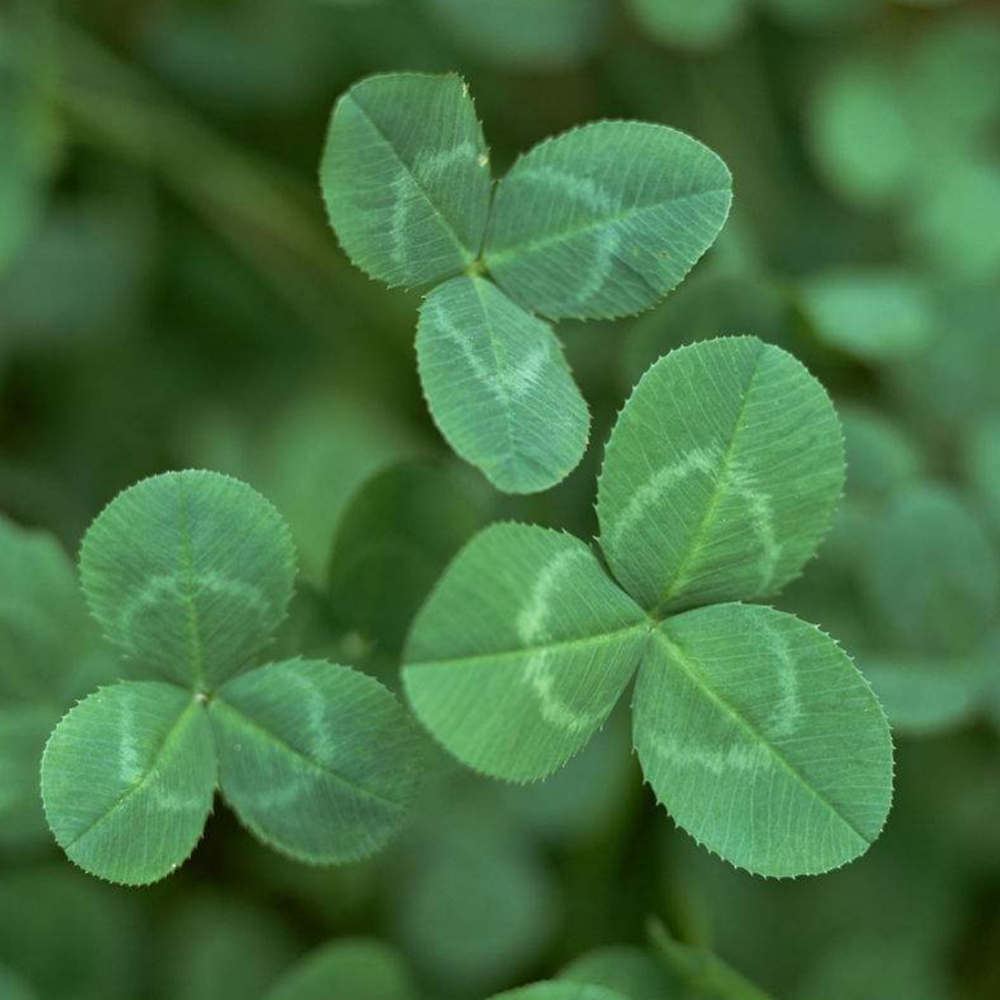 trifolium repens seeds/white clover seeds
